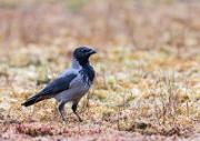 Nebelkraehe - Carrion Crow  (Corvus corone)